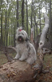 sheila5.gif(46 kb)